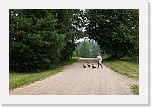 6 boy with gooses_0554 * 900 x 600 * (562KB)
